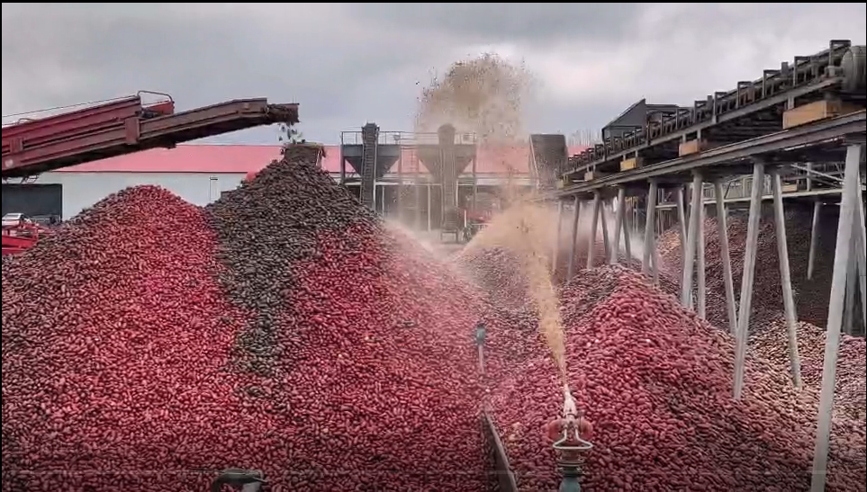 新疆天山雪马铃薯淀粉公司生产现场